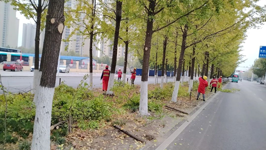 【潜江城发置业集团】抢抓时节 精心养护 打造最美“银杏大道”