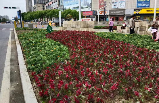 【城运集团】盛装喜迎庆典,鲜花扮靓城市